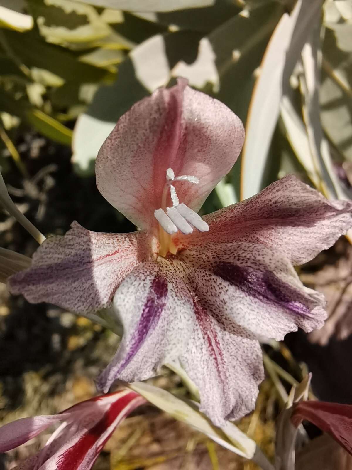 Image of Gladiolus guthriei F. Bolus