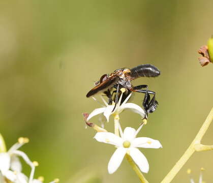 Image of Trichopoda pictipennis Bigot 1876