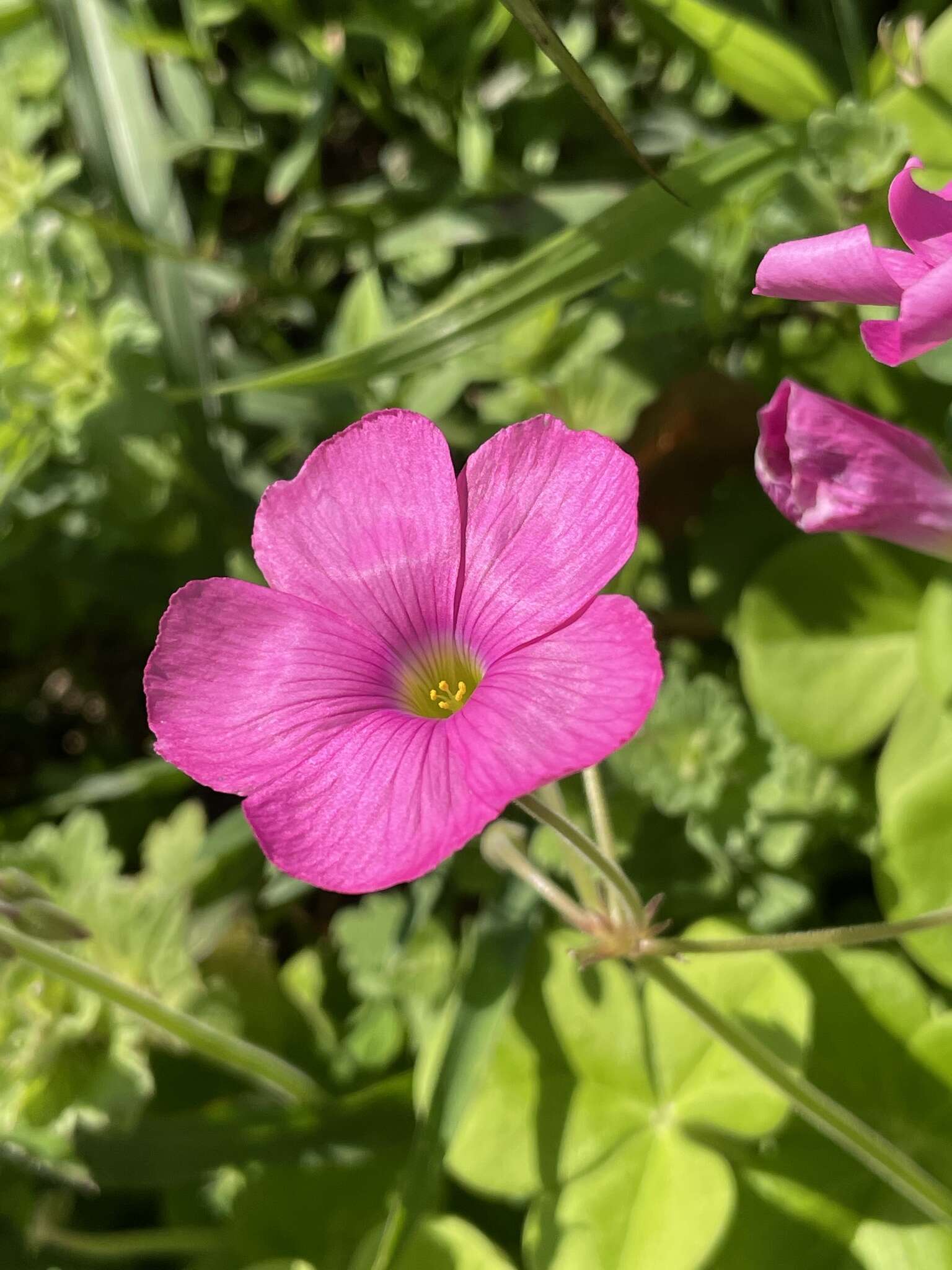 Image of red-flower woodsorrel