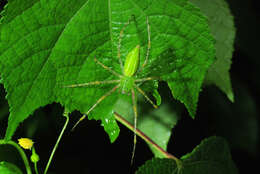 Image of Peucetia formosensis Kishida 1930