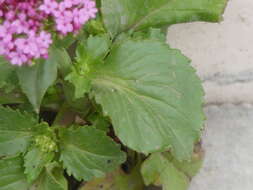 Image of Centranthus macrosiphon Boiss.