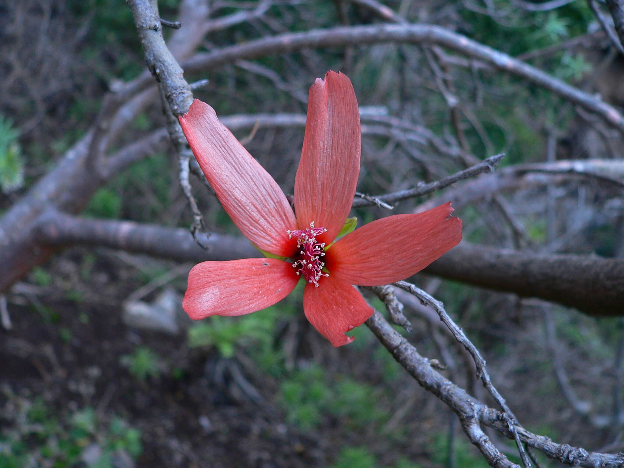 صورة Malva phoenicea (Vent.) Alef.