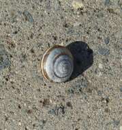 Image of Maritime gardensnail