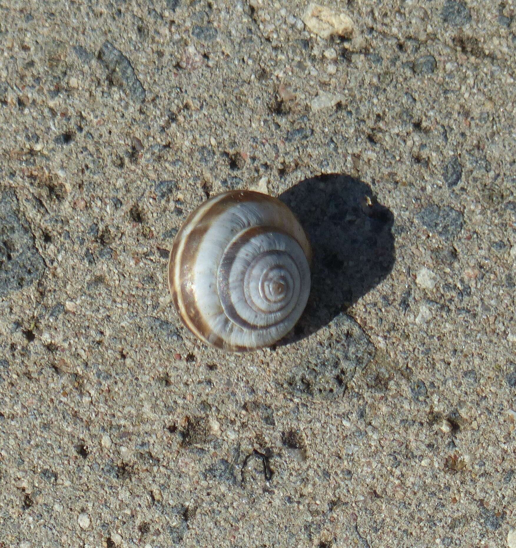 Image of Maritime gardensnail