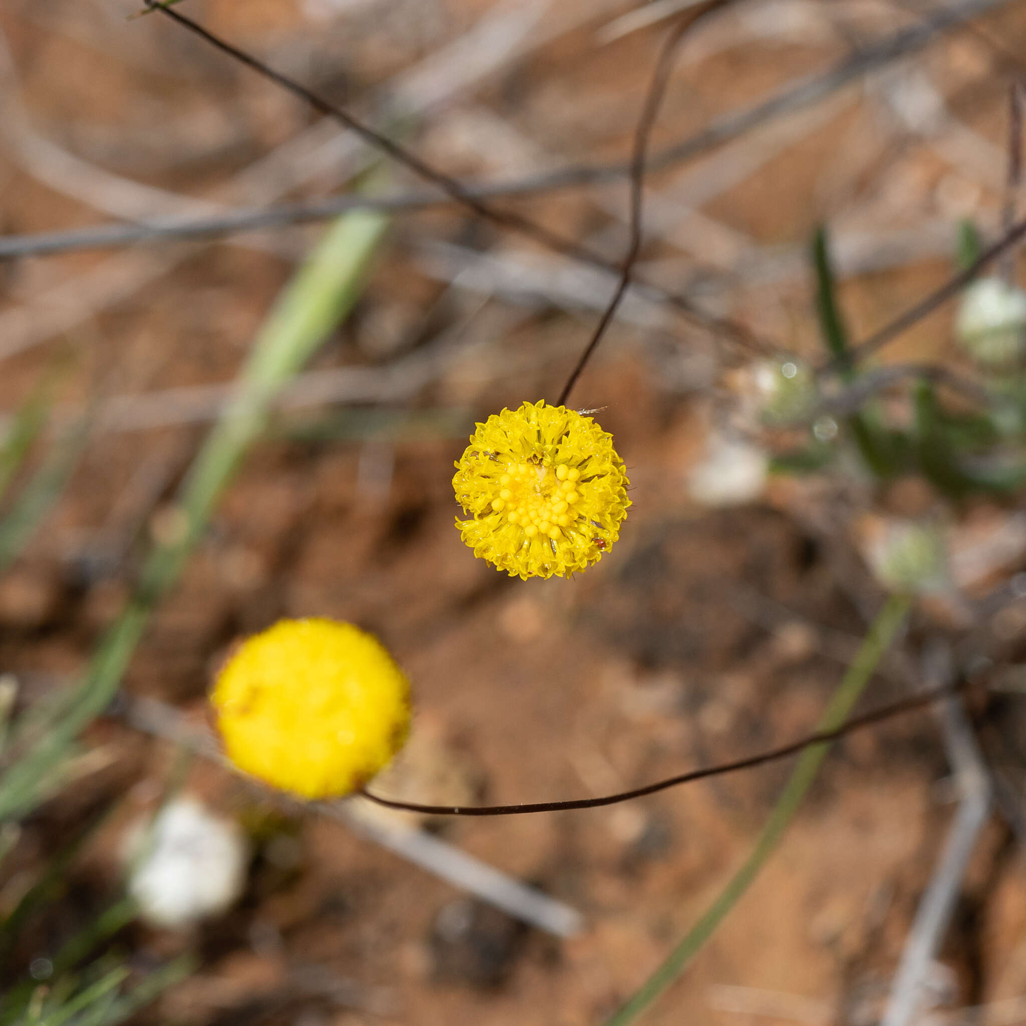 Image of Asteridea athrixioides (Sonder & Mueller) G. Kroner