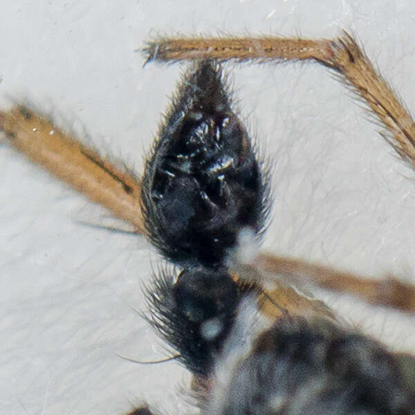 Image of Pardosa zonsteini Ballarin, Marusik, Omelko & Koponen 2012