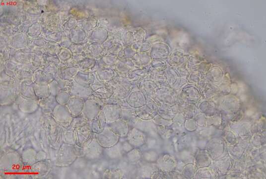 Image de Orbilia sinensis (Z. F. Yu & K. Q. Zhang) Baral, Z. F. Yu & E. Weber 2015