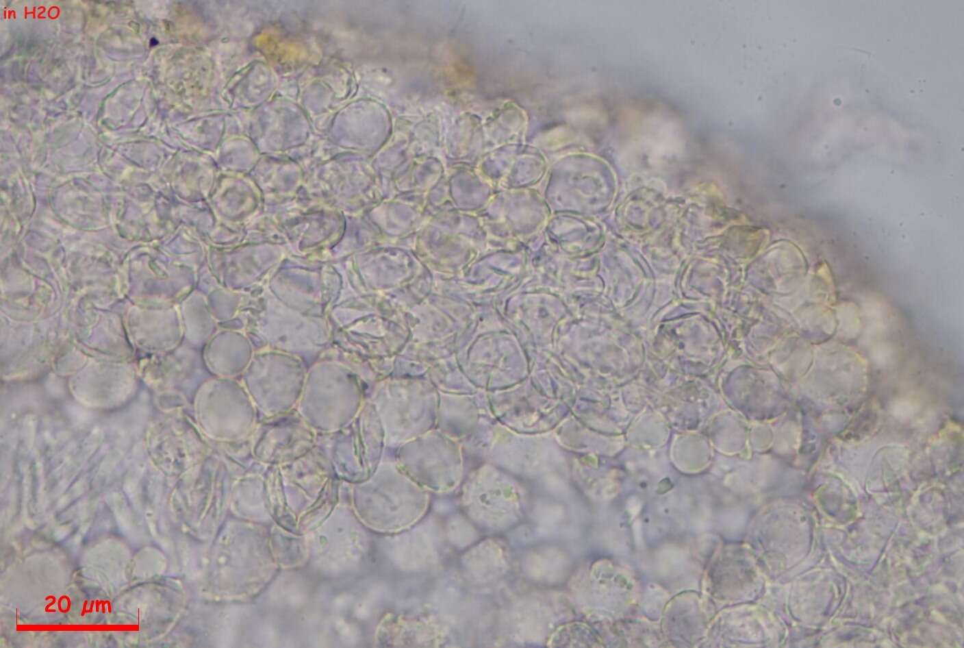 Image of Orbilia sinensis (Z. F. Yu & K. Q. Zhang) Baral, Z. F. Yu & E. Weber 2015