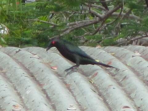 Image of Metallic Starling