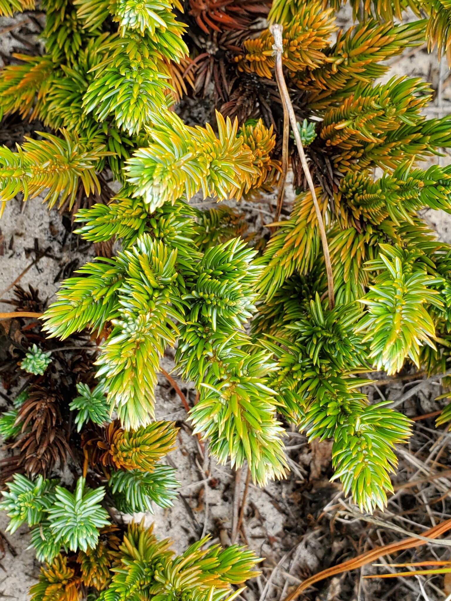 Juniperus rigida subsp. conferta (Parl.) Kitam. resmi