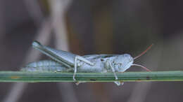 Image de Hypochlora alba (Dodge & G. M. 1876)