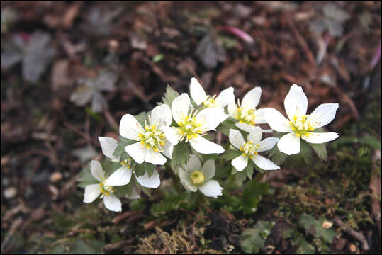 Image of Trollius chosenensis Ohwi