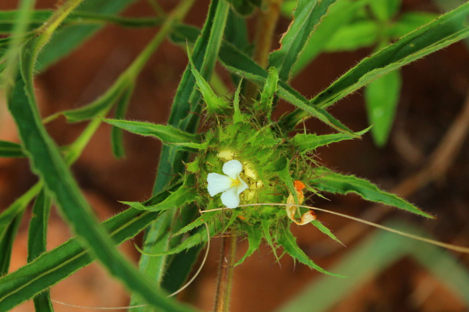 صورة Crabbea angustifolia Nees