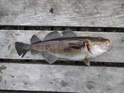 Image of Greenland Cod