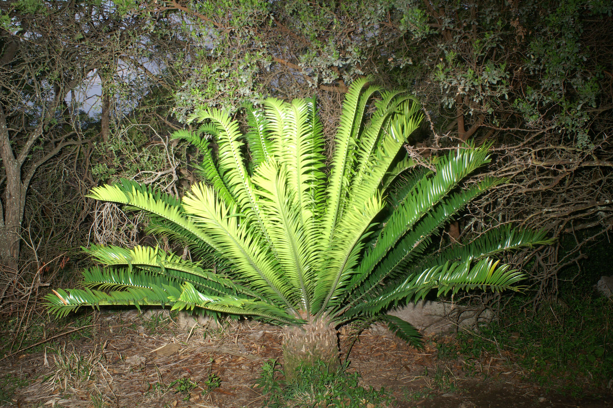 Image of Lebombo cycad