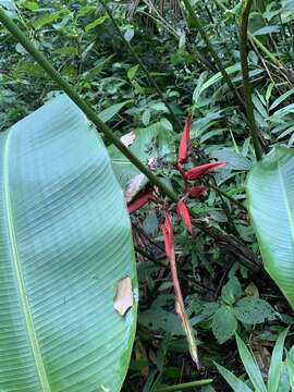 Image of Heliconia secunda R. R. Sm.