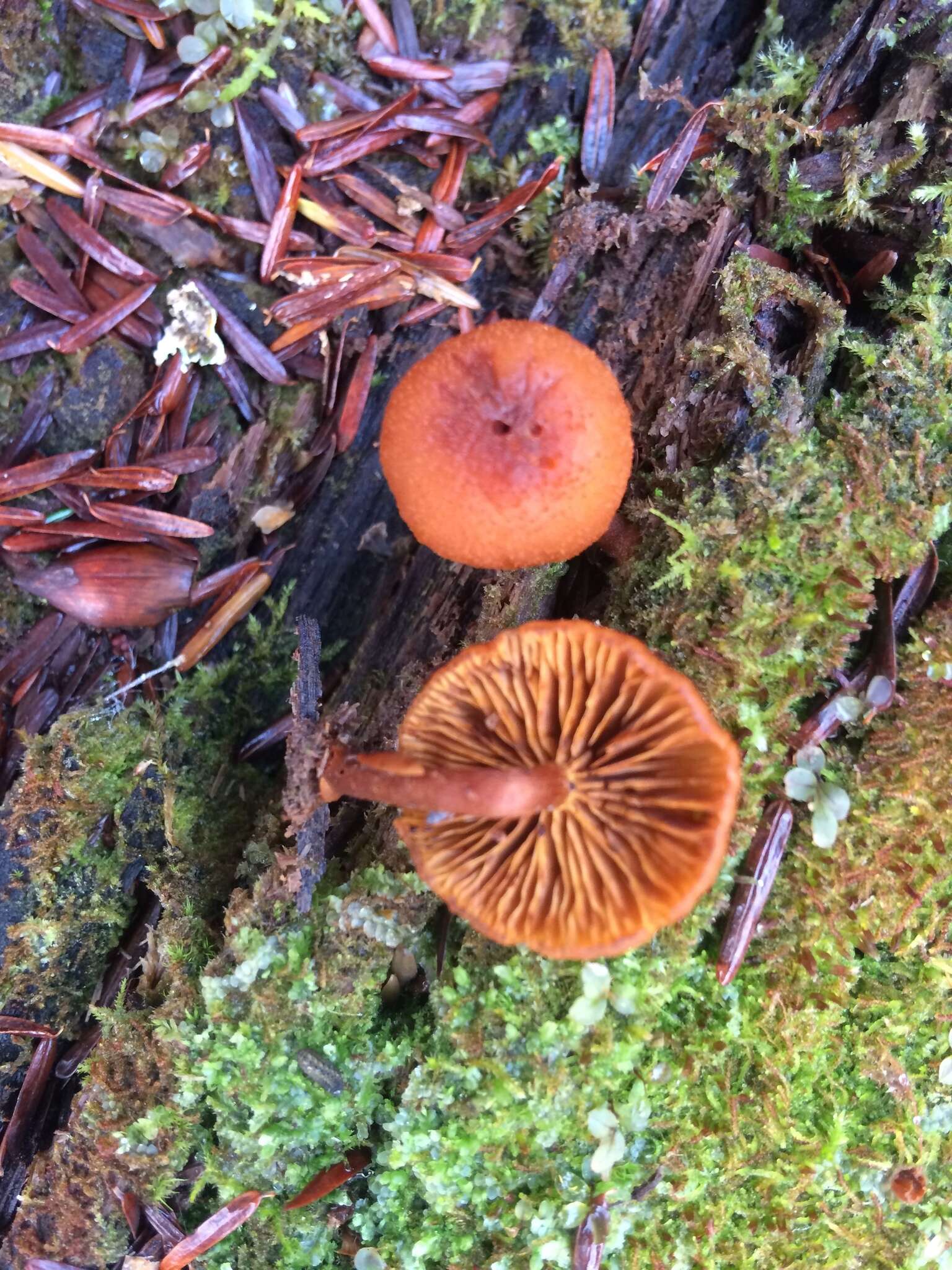 Image of Gymnopilus picreus (Pers.) P. Karst. 1879