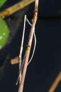 Image of Florida Bluet