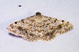 Image of Creosote Moth