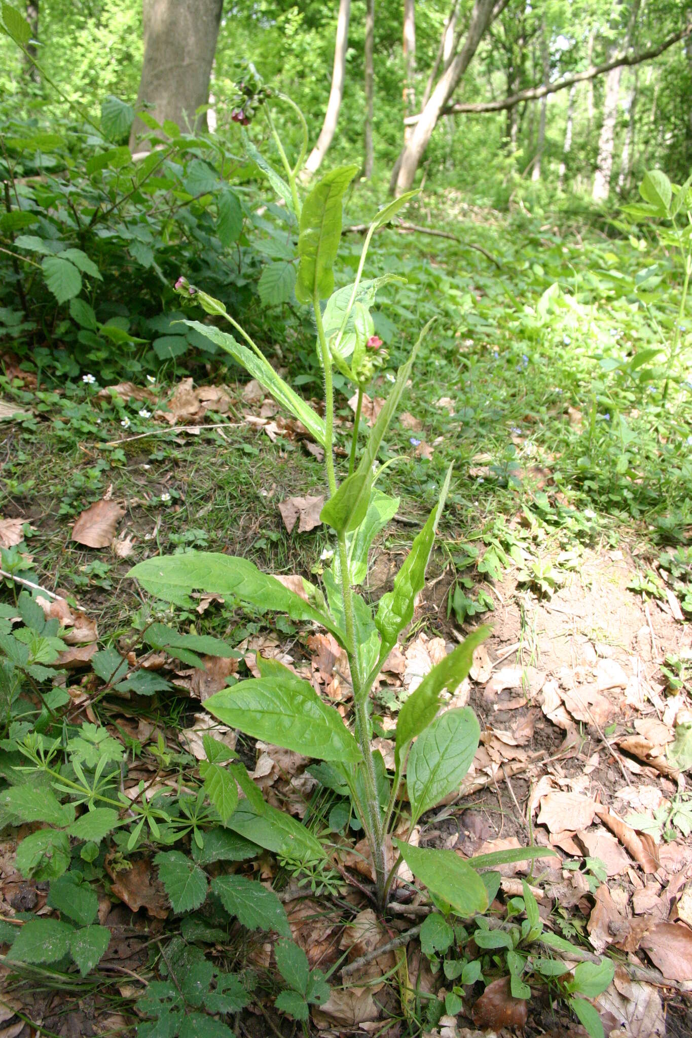 Image of Green Hound's-tongue