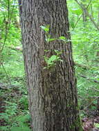 Imagem de Alnus glutinosa subsp. barbata (C. A. Mey.) Yalt.