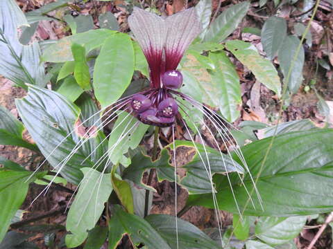 Image of Tacca integrifolia Ker Gawl.