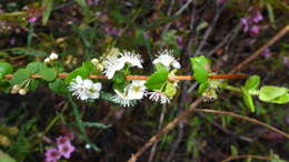 Image of Hypocalymma cordifolium Schau.