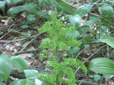 Image of False Hellebore