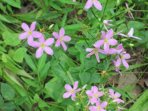 Imagem de Sabatia angularis (L.) Pursh