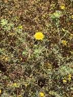 Image of pappose tarweed