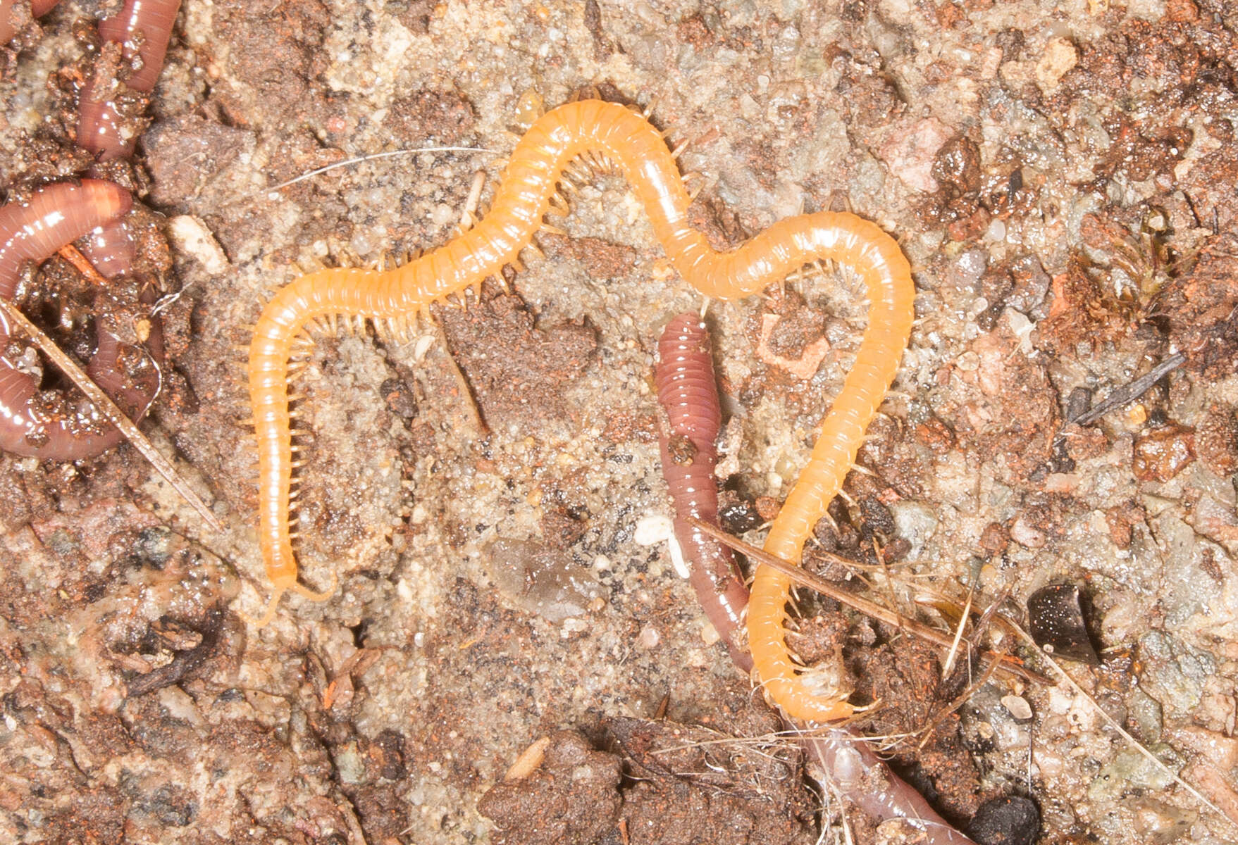 Imagem de Haplophilus subterraneus (Shaw 1794)