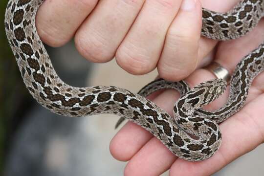 Plancia ëd Dasypeltis scabra scabra (Linnaeus 1758)