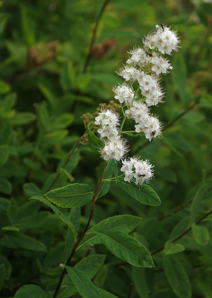 Imagem de Spiraea alba var. latifolia (Aiton) H. E. Ahles