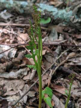 Image of branched moonwort