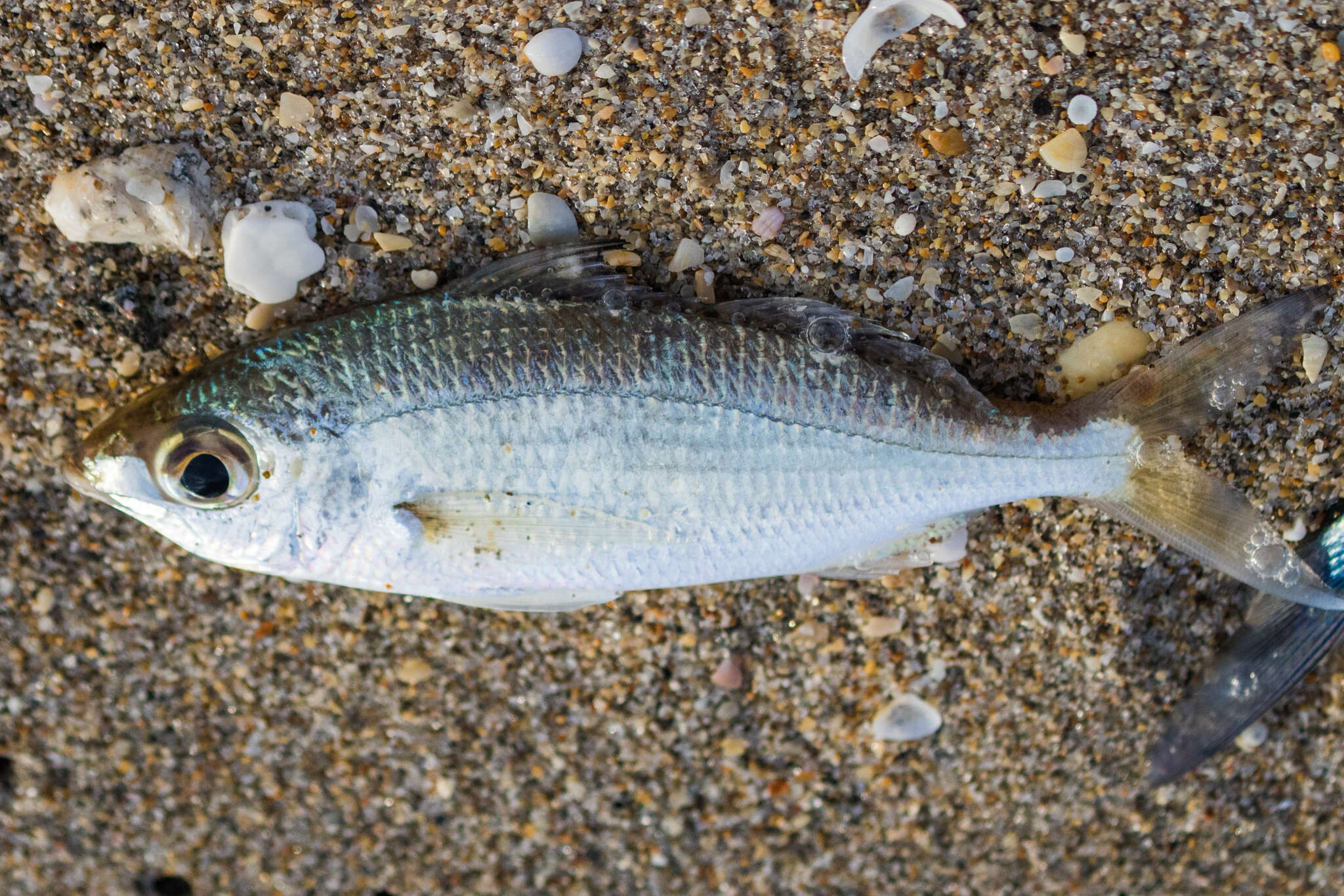 Image of Tidewater Mojarra