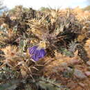 Image of Acanthopsis villosa H. M. Steyn