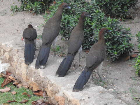 Image of Chestnut-winged Chachalaca