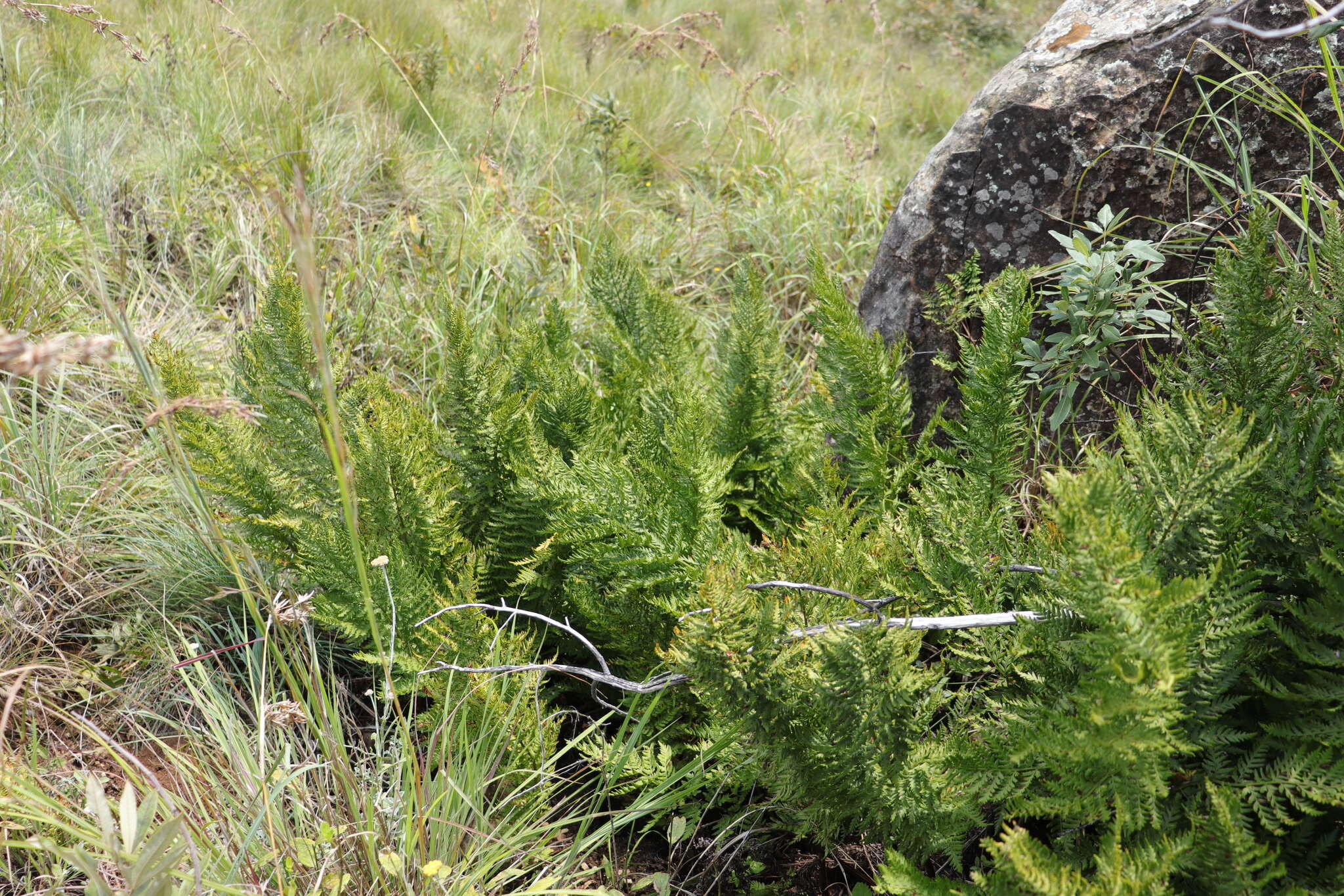 Image of Dryopteris athamantica (Kunze) O. Kuntze