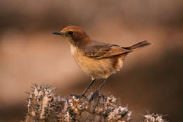 Image of Red-rumped Wheatear