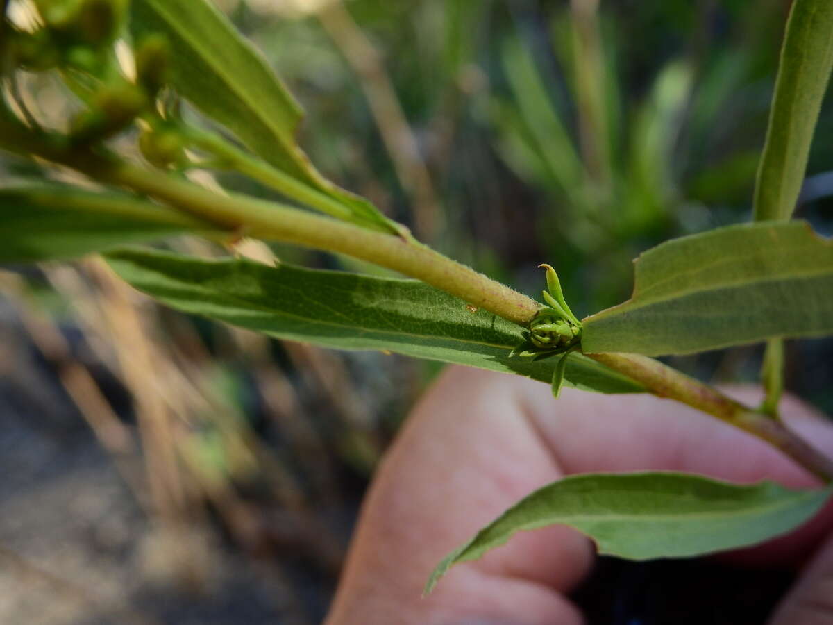 Solidago argentinensis Lopez Laphitz & Semple的圖片