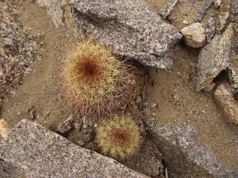 Image of Copiapoa humilis subsp. variispinata (F. Ritter) D. R. Hunt