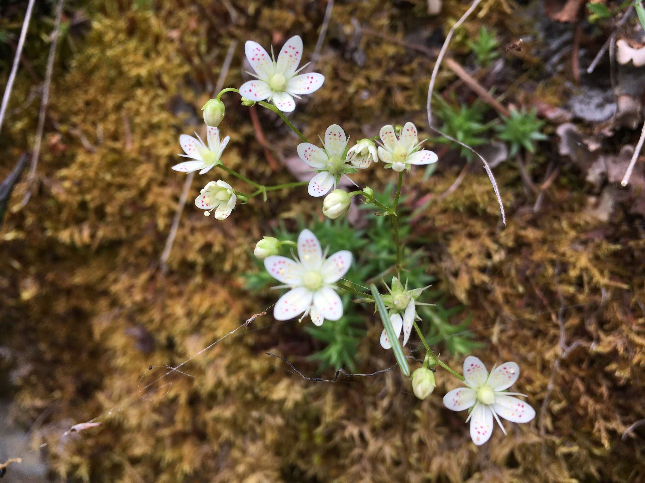 Image of yellowdot saxifrage