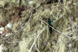 Image of Hispaniolan Emerald