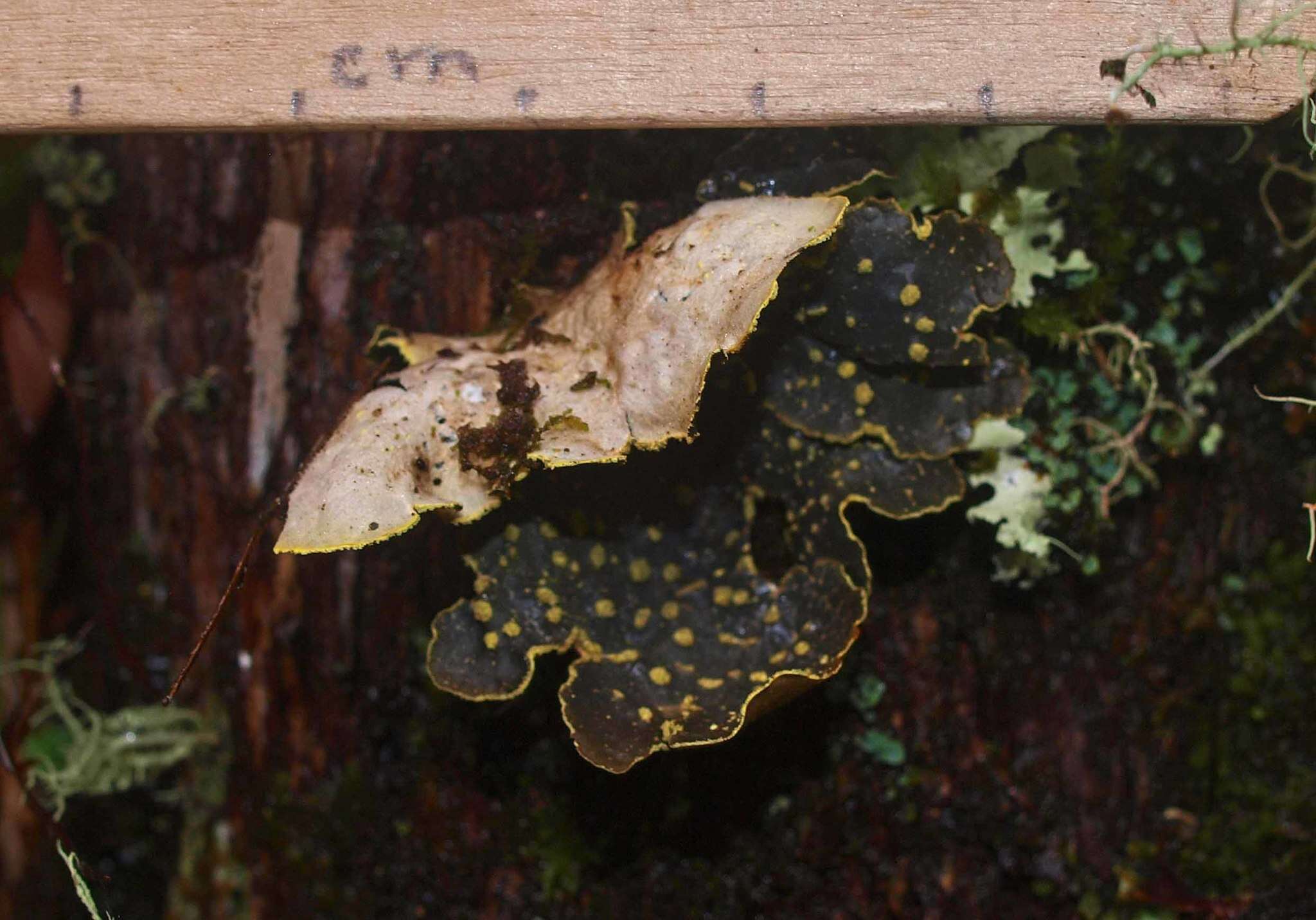 Image of Yellow specklebelly lichen