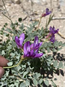 Imagem de Astragalus oophorus S. Wats.