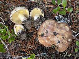 Image of Suillus quiescens T. D. Bruns & Vellinga 2010