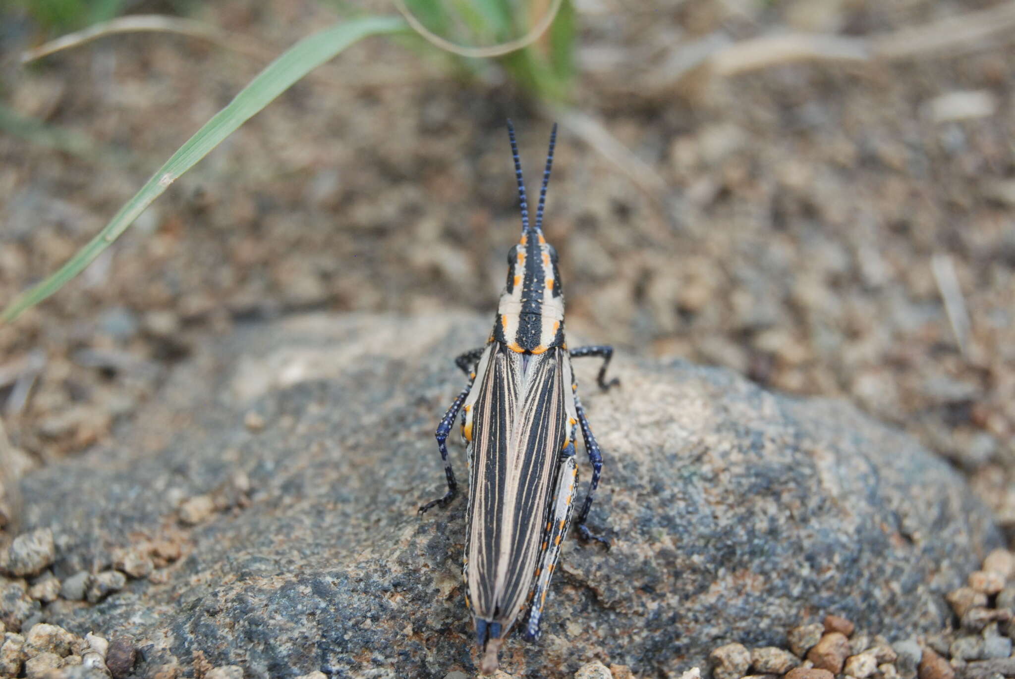 Image de Ochrophlebia cafra ligneola (Serville 1838)