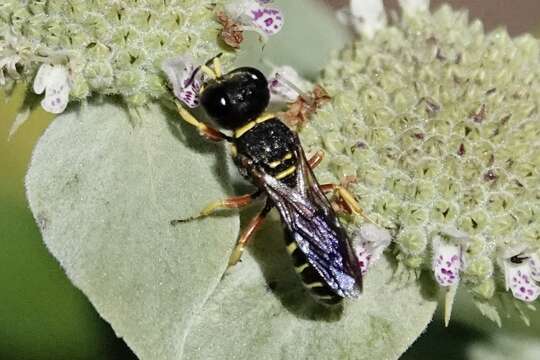 Слика од Ectemnius decemmaculatus (Say 1823)