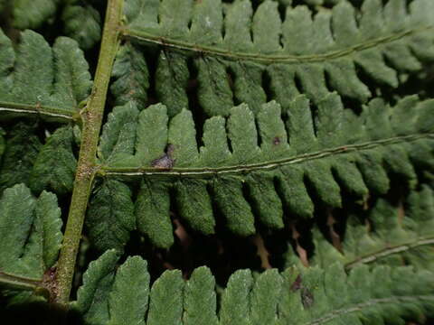 Image of Hawaii Twin-Sorus Fern