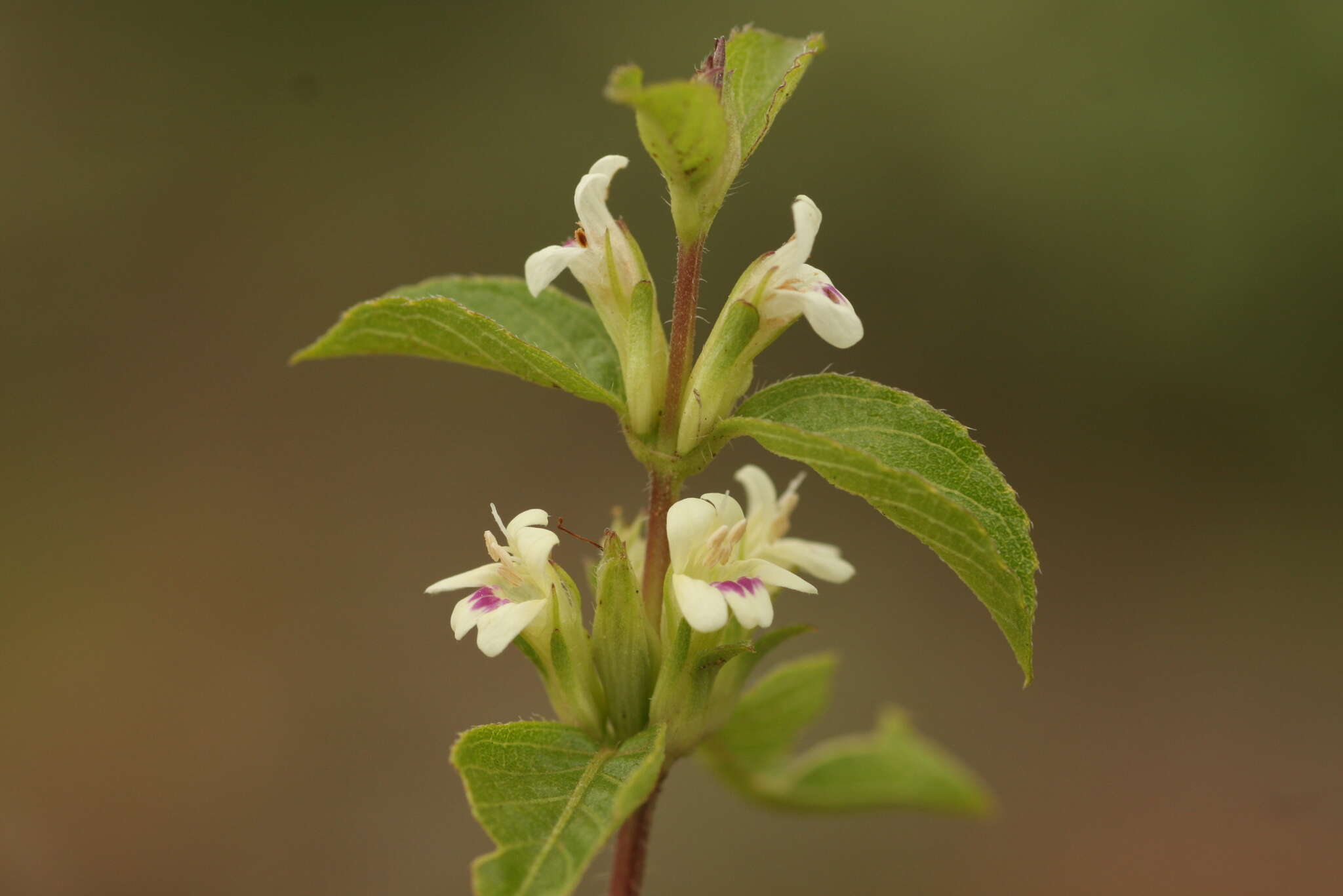 Imagem de Duosperma crenatum (Lindau) P. G. Meyer